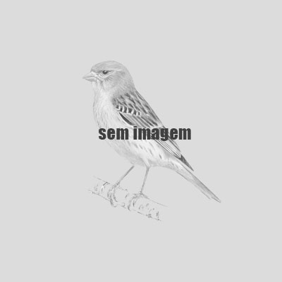 BICO DE OURO 04