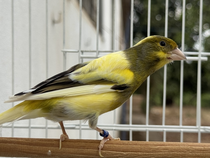 CISCO ( PINTADO NEVADO )