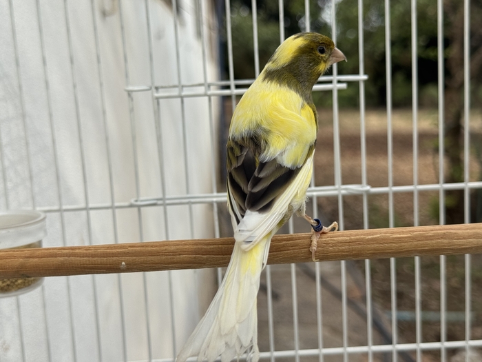 CISCO ( PINTADO NEVADO )
