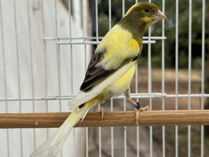 CISCO ( PINTADO NEVADO )