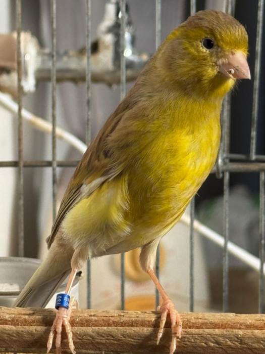 RAVENA