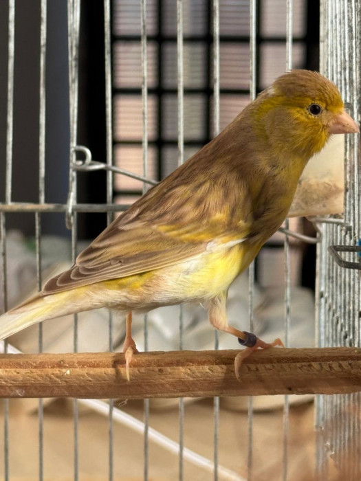 RAVENA