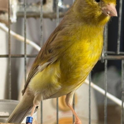 RAVENA