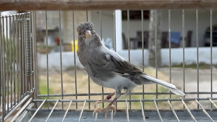 VAQUITA (BRANCO/CINZA) 073-24