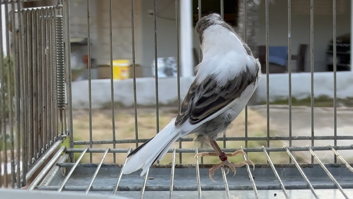 VAQUITA (BRANCO/CINZA) 073-24