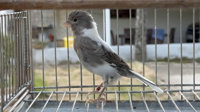VAQUITA (BRANCO/CINZA) 073-24