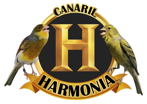 Canaril Harmonia Canário Timbrado Espanhol - Uberlândia